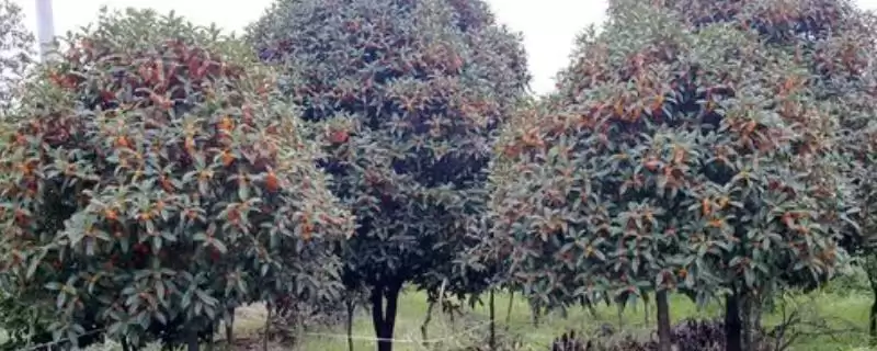 丹桂树的价格影响因素,丹桂树的价格受哪些规格因素影响插图 丹桂树的价格影响因素,丹桂树的价格受哪些规格因素影响插图