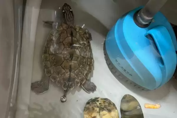 地图龟不开食的原因分析,地图龟不开食的原因有哪些方面插图4 地图龟不开食的原因分析,地图龟不开食的原因有哪些方面插图4