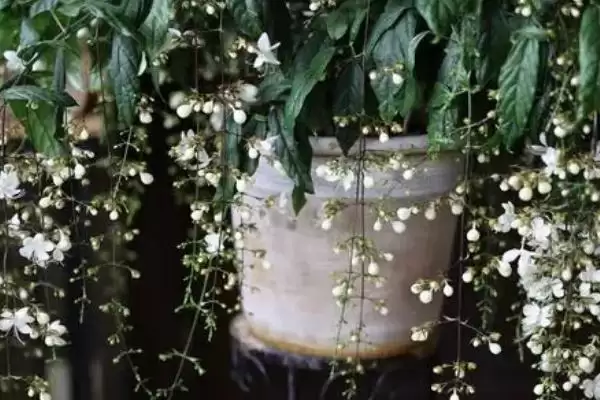 垂丝茉莉叶片发黑是什么原因呢,垂丝茉莉叶片发黑的原因插图2 垂丝茉莉叶片发黑是什么原因呢,垂丝茉莉叶片发黑的原因插图2