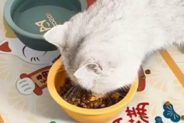 宠物低血糖应该怎么解决和处理,宠物低血糖应该怎么解决插图5 宠物低血糖应该怎么解决和处理,宠物低血糖应该怎么解决插图5