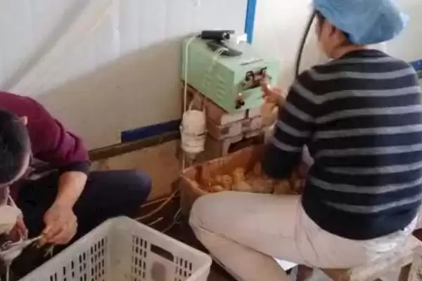 雏鸡断喙的方法和步骤是怎样呢,雏鸡断喙的方法插图2