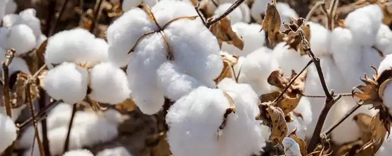 新陆早51号棉花每亩每次滴量30至45m³有何特性-会东网