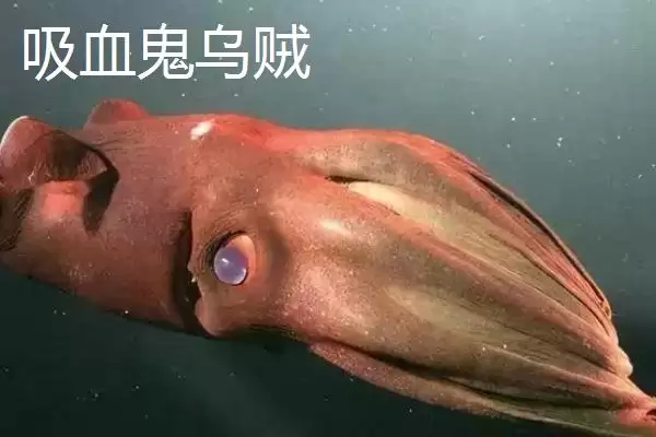 飞乌贼的产地分布,飞乌贼的产地主要在哪些地方插图4 飞乌贼的产地分布,飞乌贼的产地主要在哪些地方插图4