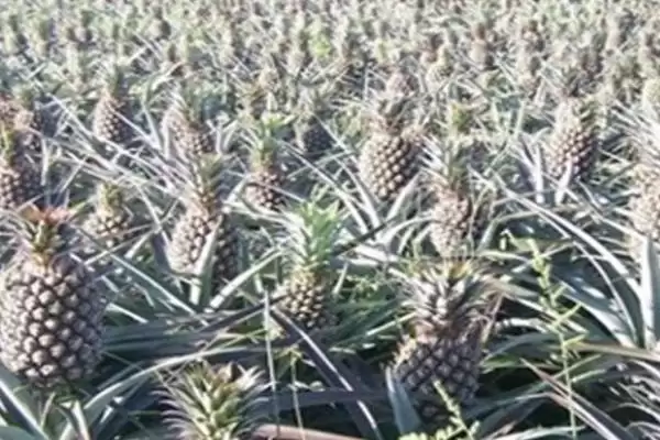 菠萝是长在地上还是树上的呢,菠萝长在地上还是树上插图5 菠萝是长在地上还是树上的呢,菠萝长在地上还是树上插图5