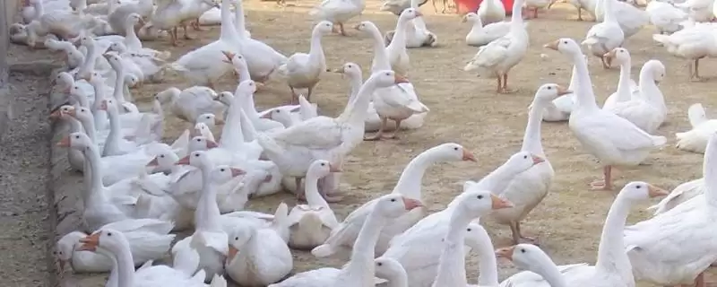 鹅腿瘸的治疗方法,鹅腿瘸了应如何进行治疗处理-会东网