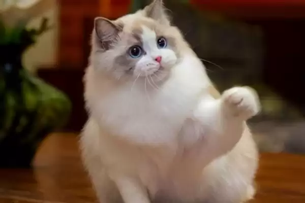 布偶猫的养殖方法和要点是啥,布偶猫怎么养插图4 布偶猫的养殖方法和要点是啥,布偶猫怎么养插图4