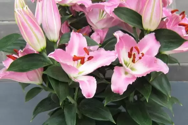 百合花存活情况,百合花是否开放一次就会死亡插图3 百合花存活情况,百合花是否开放一次就会死亡插图3
