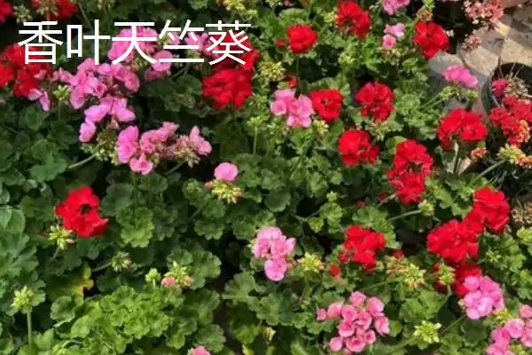 常见的天竺葵有哪些品种呢,常见的天竺葵品种插图1 常见的天竺葵有哪些品种呢,常见的天竺葵品种插图1