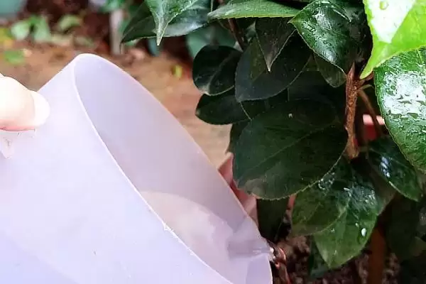 茶梅的养殖方法和要点有哪些呢,茶梅怎么养插图3 茶梅的养殖方法和要点有哪些呢,茶梅怎么养插图3