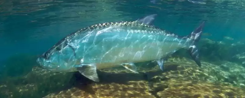 大海鲢是一种怎样的鱼类呢,大海鲢是什么插图 大海鲢是一种怎样的鱼类呢,大海鲢是什么插图