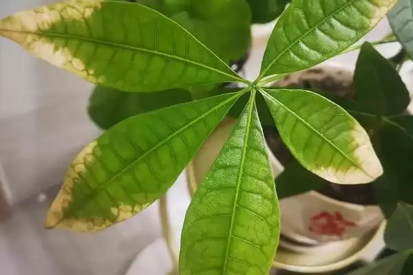 发财树发黄的原因,发财树发黄的原因是缺少肥料所致吗插图6