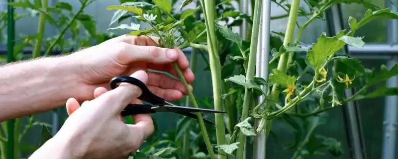 番茄的修剪方法,番茄应如何进行修剪操作处理插图 番茄的修剪方法,番茄应如何进行修剪操作处理插图