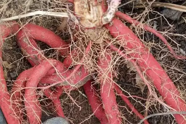 丹参高产育苗的时间要点,丹参如何高产育苗在何时培育插图4