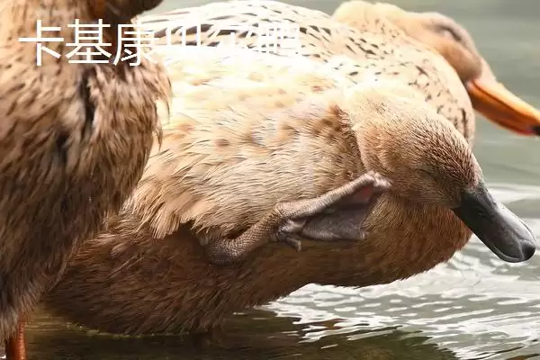 产蛋多的蛋鸭有哪些品种呢,产蛋多的蛋鸭品种插图4 产蛋多的蛋鸭有哪些品种呢,产蛋多的蛋鸭品种插图4