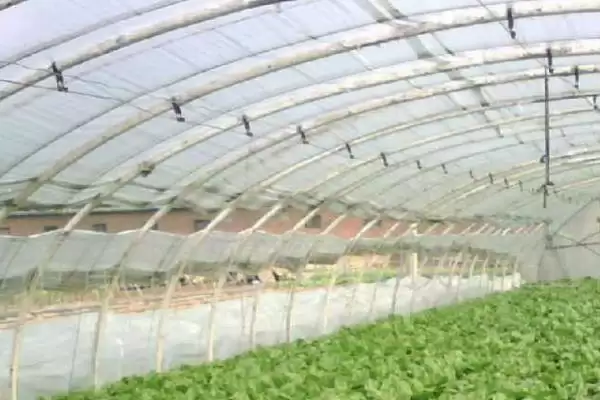 温室棚膜滴水是质量差导致的吗?插图4 温室棚膜滴水是质量差导致的吗?插图4