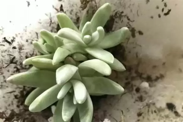 多肉砍头的适宜时间,多肉在什么时候砍头比较适宜合适插图4