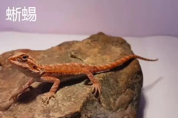 壁虎属于卵生还是胎生的动物呢,壁虎属于卵生还是胎生动物插图3 壁虎属于卵生还是胎生的动物呢,壁虎属于卵生还是胎生动物插图3