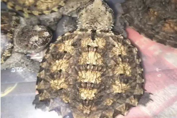 杂佛鳄龟喜欢吃哪些肉食蔬果?插图4 杂佛鳄龟喜欢吃哪些肉食蔬果?插图4