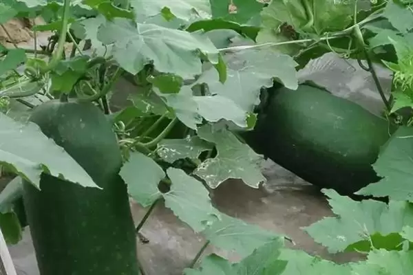冬瓜的春季种植时间,冬瓜的种植时间春季在何时左右插图5 冬瓜的春季种植时间,冬瓜的种植时间春季在何时左右插图5