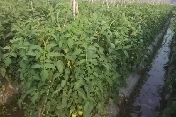 番茄的整枝技术,番茄整枝技术有哪些具体方法插图1