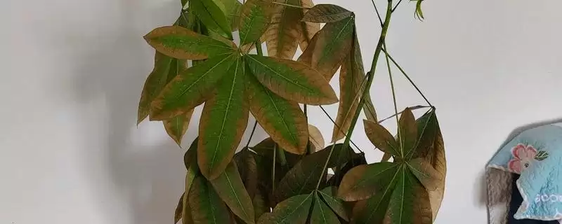 发财树发黄的原因,发财树发黄的原因是缺少肥料所致吗-会东网