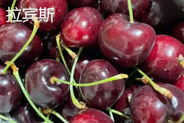车厘子3j和4j分别代表什么呢,车厘子3j和4j代表的含义插图4 车厘子3j和4j分别代表什么呢,车厘子3j和4j代表的含义插图4