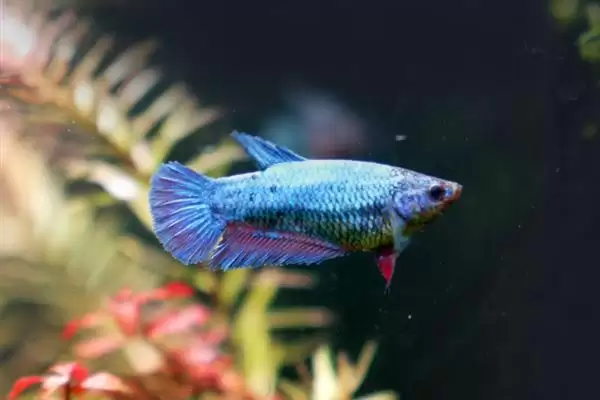 斗鱼小鱼的养殖方法,斗鱼小鱼要如何进行养殖管理插图1