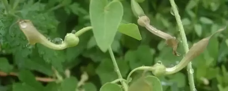 背蛇生是一种怎样的野草呢,背蛇生是什么插图 背蛇生是一种怎样的野草呢,背蛇生是什么插图