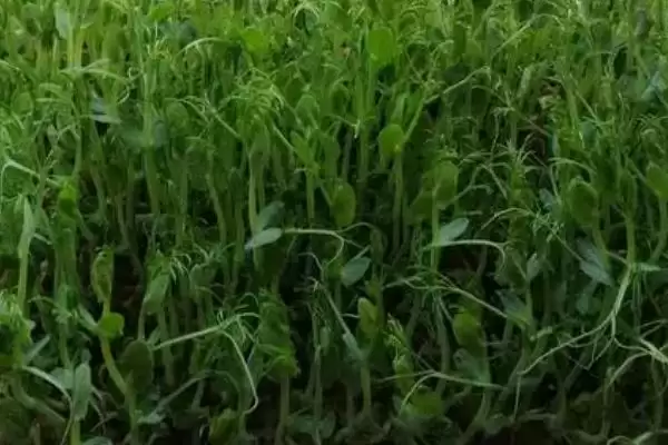 芽苗菜常见有哪些种子如绿豆等?插图3 芽苗菜常见有哪些种子如绿豆等?插图3