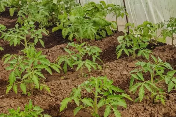 番茄定植黄头解决,番茄定植就黄头应如何进行解决插图2 番茄定植黄头解决,番茄定植就黄头应如何进行解决插图2
