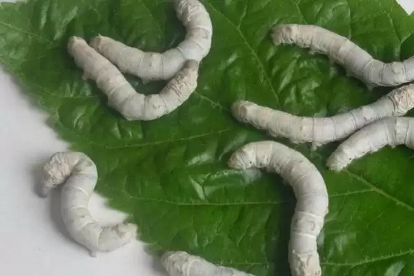 蚕宝宝的生长过程是怎样呢,蚕宝宝的生长过程插图2 蚕宝宝的生长过程是怎样呢,蚕宝宝的生长过程插图2