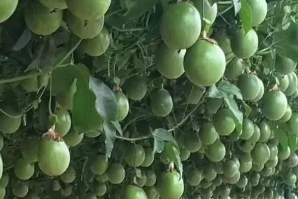 百香果的原产地,百香果的产地是哪里插图2 百香果的原产地,百香果的产地是哪里插图2