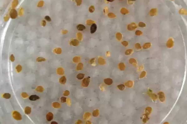 朝天椒播种前后如何进行管理呢,朝天椒播种前后管理方法插图1 朝天椒播种前后如何进行管理呢,朝天椒播种前后管理方法插图1