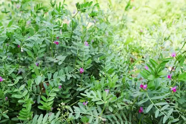 山野豌豆作为豆科草本植物如何介绍?插图1 山野豌豆作为豆科草本植物如何介绍?插图1