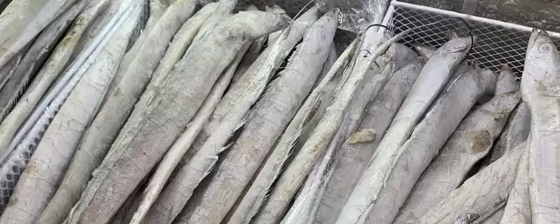 带鱼的所属鱼类类型介绍,带鱼是什么类型的鱼类及得名原因插图 带鱼的所属鱼类类型介绍,带鱼是什么类型的鱼类及得名原因插图