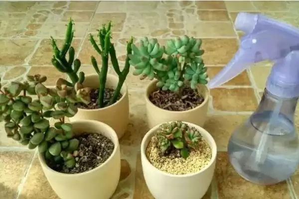 多肉植物喷水优缺点,多肉植物喷水具有哪些优点和缺点插图3 多肉植物喷水优缺点,多肉植物喷水具有哪些优点和缺点插图3