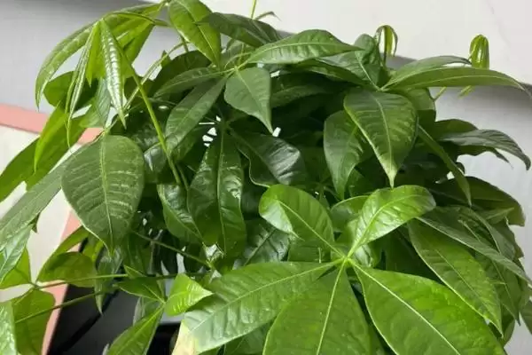 发财树叶斑病预防,发财树叶斑病的预防方式有哪些措施插图2