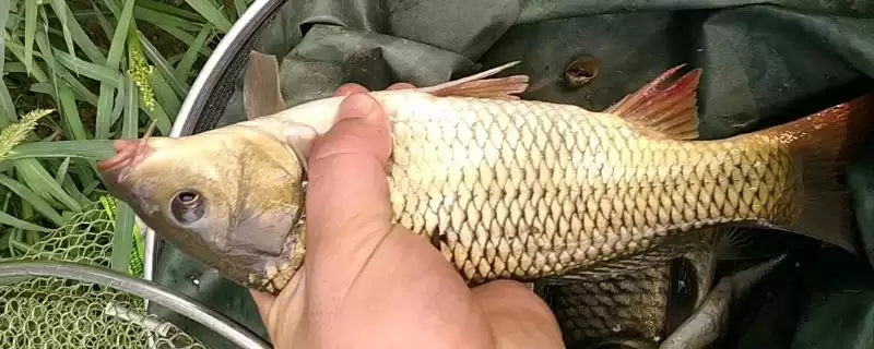 钓鲤鱼的提竿时机判断,钓鲤鱼何时提竿中鱼率较高插图 钓鲤鱼的提竿时机判断,钓鲤鱼何时提竿中鱼率较高插图