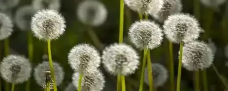 仿照植物的发明,仿照植物有哪些具体的发明创造插图 仿照植物的发明,仿照植物有哪些具体的发明创造插图