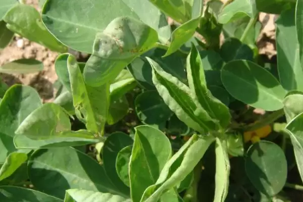 花生常见虫害蛴螬棉铃虫蚜虫类型全解析插图9 花生常见虫害蛴螬棉铃虫蚜虫类型全解析插图9