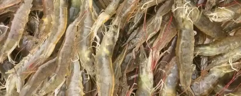 对虾得白便的处理方法,对虾得了白便应如何进行处理插图 对虾得白便的处理方法,对虾得了白便应如何进行处理插图