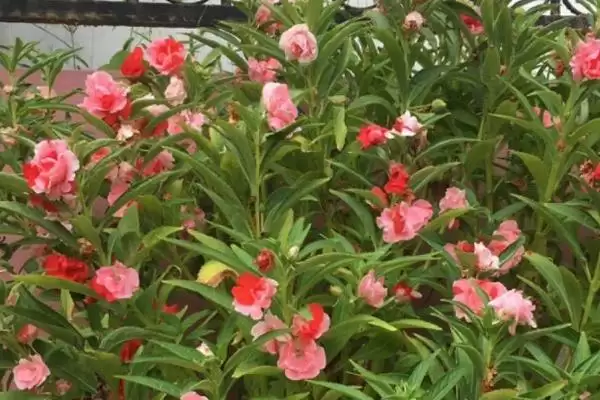 茶花凤仙有哪些基本的情况呢,茶花凤仙简介插图3