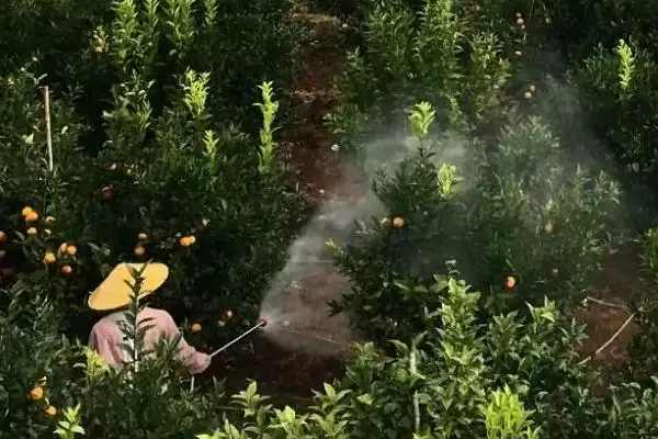 线虫农药防治如何选高剧毒药剂?插图2 线虫农药防治如何选高剧毒药剂?插图2