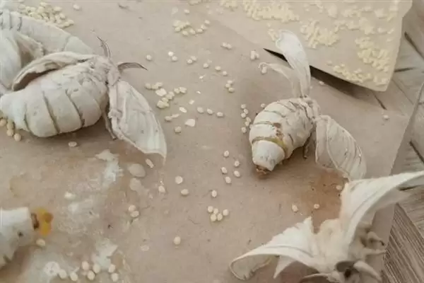 蚕变成飞蛾后何时会产卵呢,蚕变成飞蛾后何时产卵插图2 蚕变成飞蛾后何时会产卵呢,蚕变成飞蛾后何时产卵插图2