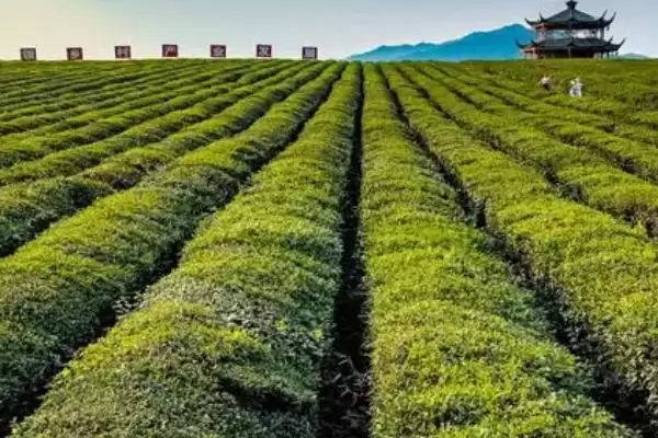 茶园茶胴枯病的原因是什么呢,茶园茶胴枯病的原因插图3 茶园茶胴枯病的原因是什么呢,茶园茶胴枯病的原因插图3