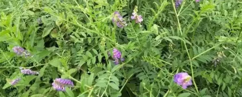 山野豌豆作为豆科草本植物如何介绍?-会东网