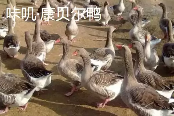 产蛋量高的鸭子有哪些品种呢,产蛋量高的鸭子品种插图6 产蛋量高的鸭子有哪些品种呢,产蛋量高的鸭子品种插图6