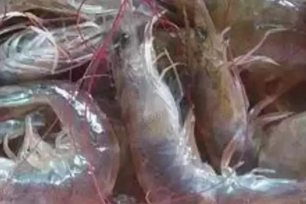 对虾的常见品种种类,对虾的常见品种有哪些具体的种类插图1 对虾的常见品种种类,对虾的常见品种有哪些具体的种类插图1