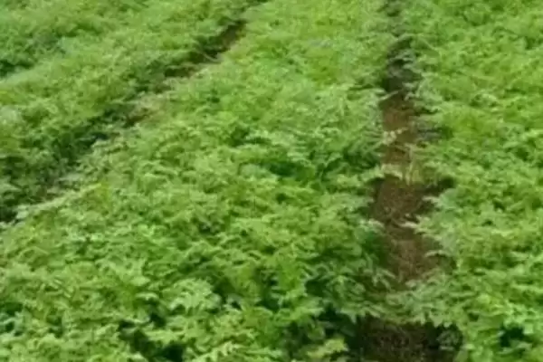 防风的种植条件,防风在怎样的条件下生长良好插图4 防风的种植条件,防风在怎样的条件下生长良好插图4