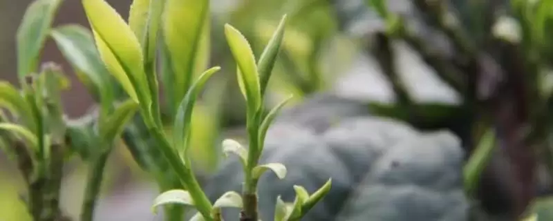 茶园茶胴枯病的原因是什么呢,茶园茶胴枯病的原因插图 茶园茶胴枯病的原因是什么呢,茶园茶胴枯病的原因插图